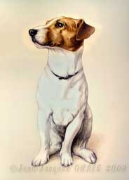 Portrait du chien Jack Russell Vgas